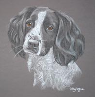 Springer Spaniel - Holly