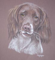 Springer Spaniel - Milly