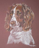 Springer spaniel - Penny