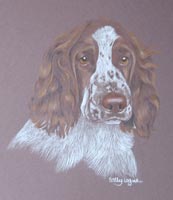 springer spaniel portrait - Prince