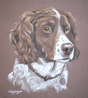 springer portrait - rosie