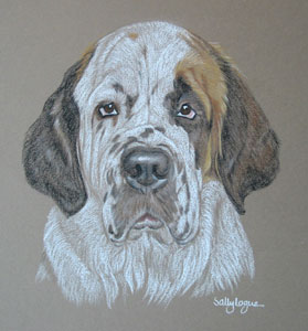 Saint Bernard Poppy