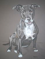 full length staffie portrait - Brandy