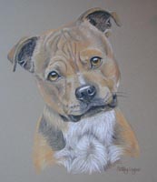 staffordshire bull terrier - Jasper