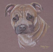 Staffordshire bull terrier - Regan