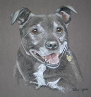 staffie portrait - Tyson