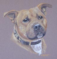 Staffordshire Bull Terrier - Ollie