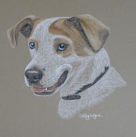 terrier cross - Holly