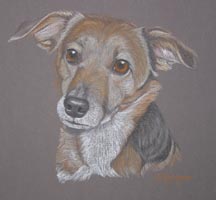 terrier cross Lightening