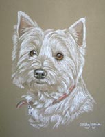 westie - Rory