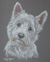 Westie portrait - Bess