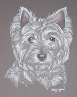 west highland terrier - Harvey