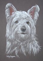 westie - Lucy