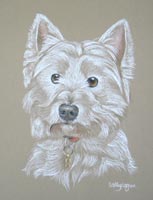 west highland terrier - portrait - Monty