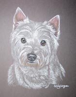 westie - portrait of Scamp