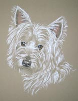 westie - toby