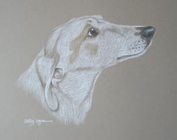 whippet portrait of Maisy