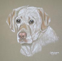 yellow Labrador portrait- Fern
