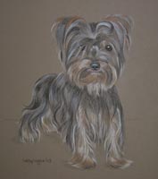 yorkshire terrier - Benjy