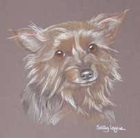 yorkshire terrier portrait - Dolly Dibbles