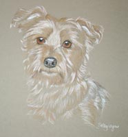 yorkie portrait - Honey