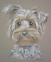 yorkie _portrait - Millie