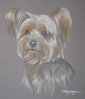 yorkshire terrier portrait - Milly