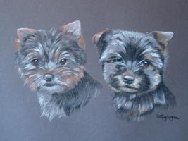 yorkshire terriers - portrait of Lucy and Meg