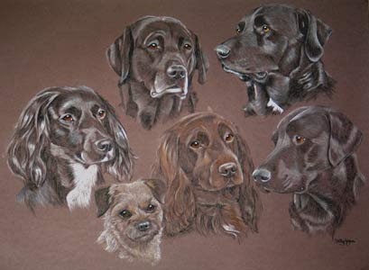 portrait of  six dogs -  Keda, Homer, Rosie, Harpo, Brooke, Tarka
