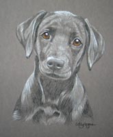 black lab puppy portrait  - indy