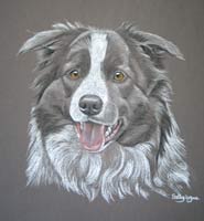 border collie portrait - Tara