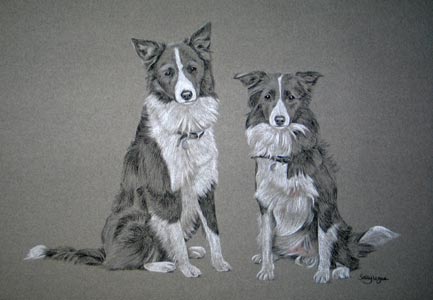 portrait of two border collies sitting side by side - Ella and Ebony