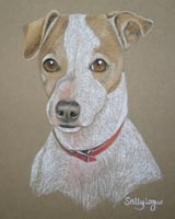 jack Russel  - portrait of Dino