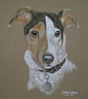 jack russel portrait - Lady