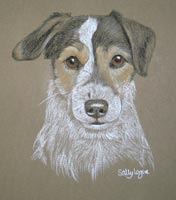 jack russell terrier portrait