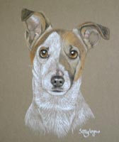 jack russell portrait - Hobbes