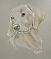 yellow lab - susan