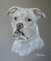 white american bulldog portrait - picture of  Lola