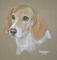 beagle - Amber