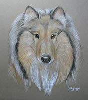 bearder collie _Fallon