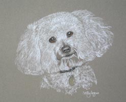 bichon frise - barney