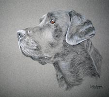 black lab portrait