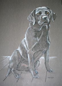 black lab portrait - full body portrait of Jake