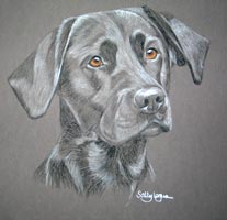 black - lab portrait - Jake 2