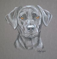 black lab portrait - Milly