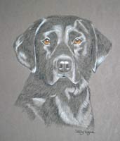 black lab portrait - Sam