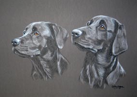 black Labs - Teal and Skye