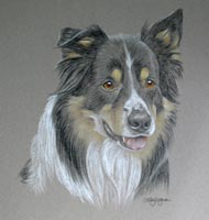 Tri colour Border Collie