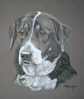 border Collie portriat - Zak