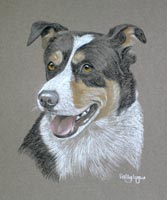 border collie portrait - bracken